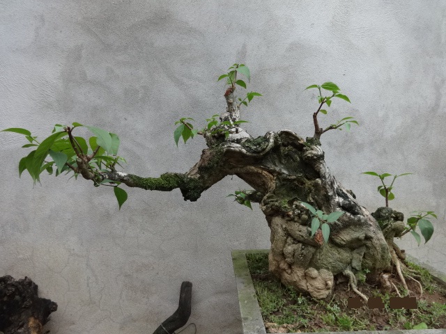 Thừng mực,cây thừng mực,cây lồng mức