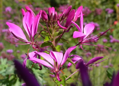 Hoa túy điệp,túy điệp,hoa đẹp,hoa Đà Lạt,Cleome spinosa