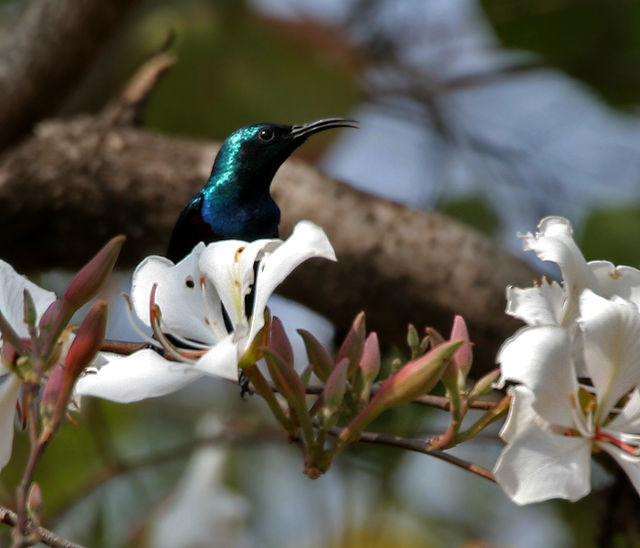 Hoa ban,hoa ban trắng,hoa ban tím,hoa ban hồng,hoa móng bò sọc,hoa ban tây bắc,hoa ban trắng tây bắc,chuyện tình hoa ban