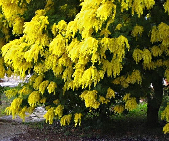 Hoa Mimosa