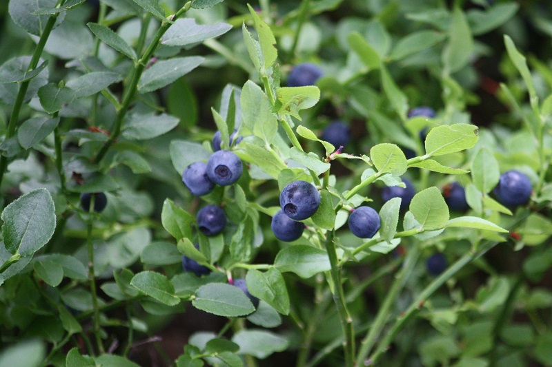 Việt quất đen,việt quất quả đen,việt quất,ỏng ảnh,cây ỏng ảnh,Vaccinium myrtillus,Common Bilberry,Bilberry,tác dụng của quả việt quất,việt quất làm thuốc,việt quất chữa bệnh