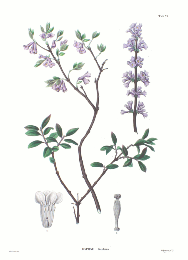 Nguyên hoa,Daphne genkwa,thụy hương,Daphne