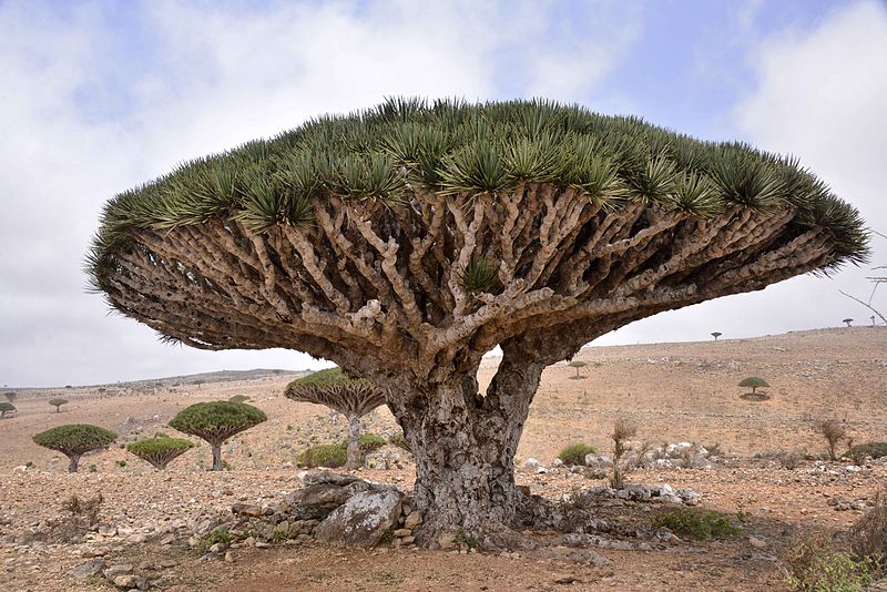 Cây máu rồng,máu rồng,cây Long Huyết,Dracaena Cinnabari,Dragon Blood Tree