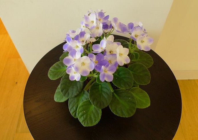 Hoa tử linh lan,tử linh lan,violet châu Phi,violet,hoa violet,Saintpaulia,African Violet