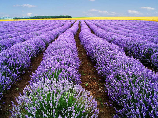 Hoa oải hương,Lavendula,Lavandula angustifolia,Lavender,common lavender,true lavender,narrow-leaved lavende,ý nghĩa hoa oải hương,họ Hoa môi,Lamiaceae