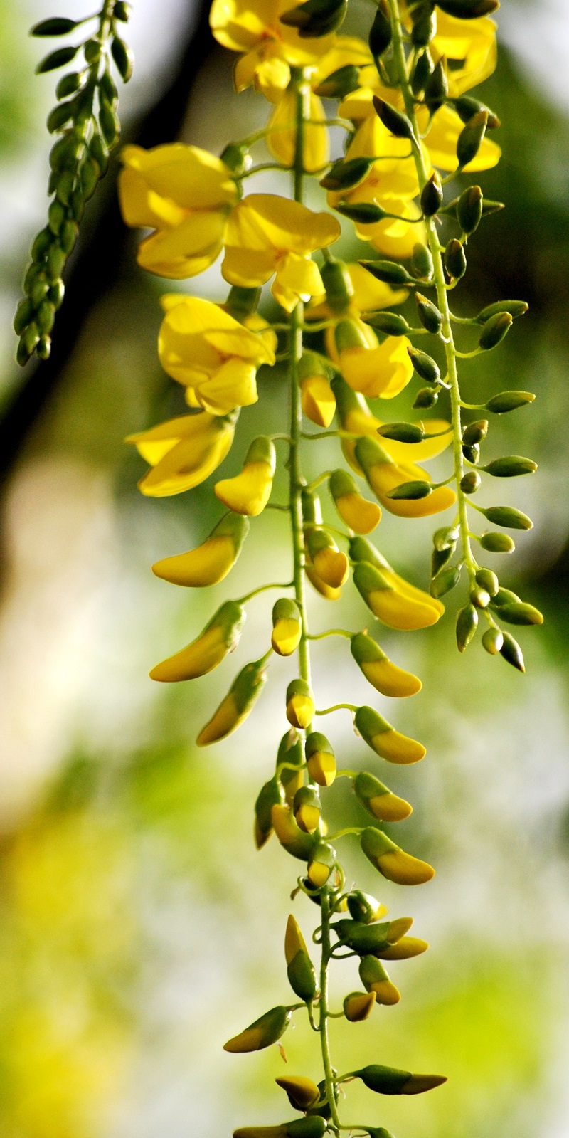 Cây chuỗi vàng,cay chuoi vang,cây kim tước,chuỗi vàng,Golden Chain,Golden Chain Flowers,Kingusari,Laburnum,họ đậu,Fabaceae