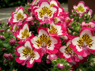 Hoa nga điệp,hoa đẹp,hoa Đà Lạt,Schizanthus