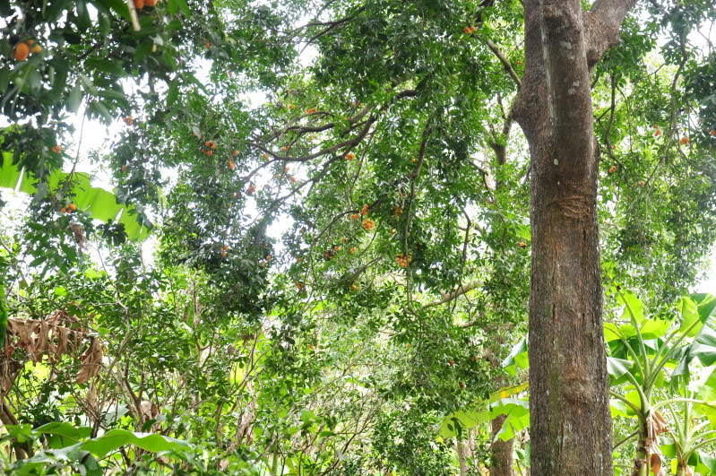 Thanh trà,cây thanh trà,thanh trà ghép,Bouea gandaria Blume,Bouea macrophylla Griff,Anacardiaceae,Sapindales,Marian plum,Gandaria,Marian mango,Plum mango,cây ăn quả