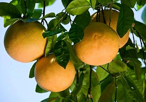 Thanh trà ở Huế