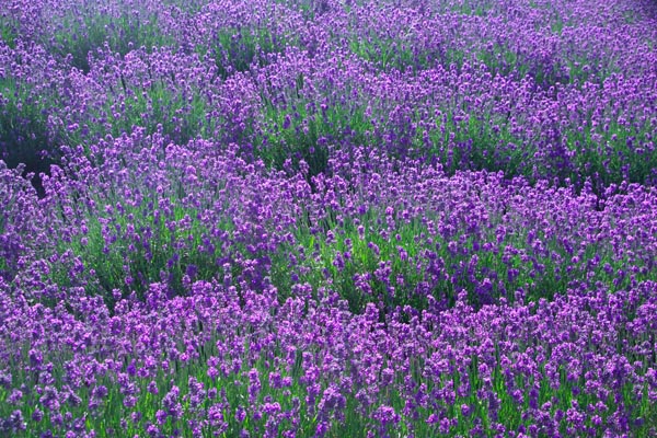Hoa oải hương,Lavendula,Lavandula angustifolia,Lavender,common lavender,true lavender,narrow-leaved lavende,ý nghĩa hoa oải hương,họ Hoa môi,Lamiaceae