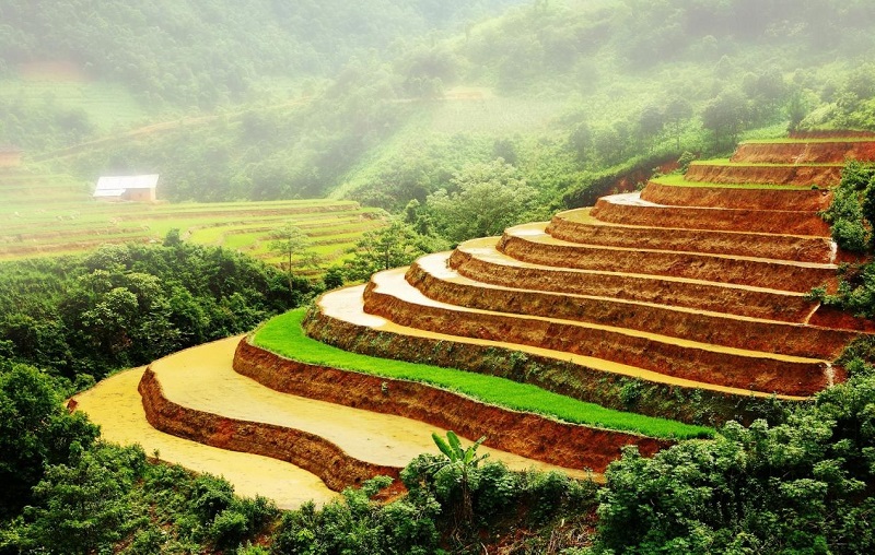 Cây lúa,lúa,Oryza sativa,Oryza glaberrima,họ hòa thảo,họ lúa,họ cỏ,Poaceae,cây lương thực,cây ngũ cốc,ngũ cốc,lục cốc,ruộng bậc thang,ruộng bậc thang Hoàng Su Phì