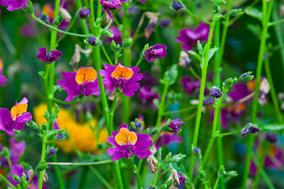 Hoa nga điệp,hoa đẹp,hoa Đà Lạt,Schizanthus