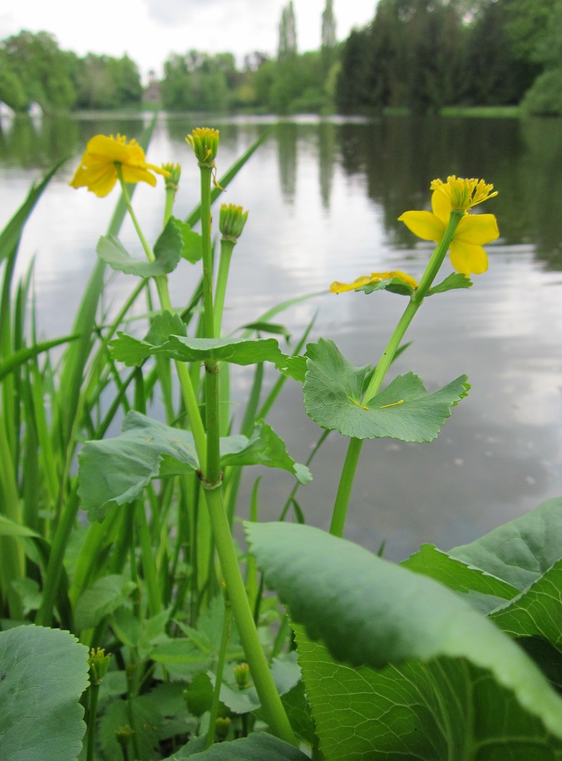 Vị kim đất ẩm,Caltha palustris,họ mao lương,họ hoàng liên,Ranunculaceae