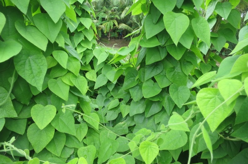 Cyclea barbata (Wall.),sương sâm rừng,sương sâm lông