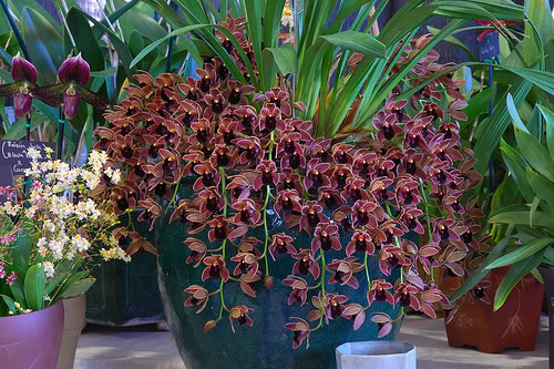 Cây địa lan,cay dia lan,địa lan,dia lan,phong lan,hoa lan,Cymbidium hybrid