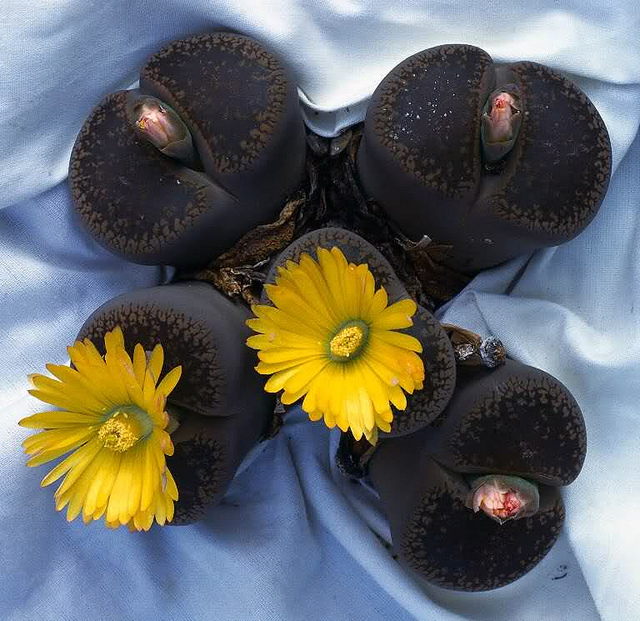 Hoa sỏi,cây hoa sỏi,Lithopturbuniformis,họ phiên hạnh,Aizoaceae,Ficoidaceae