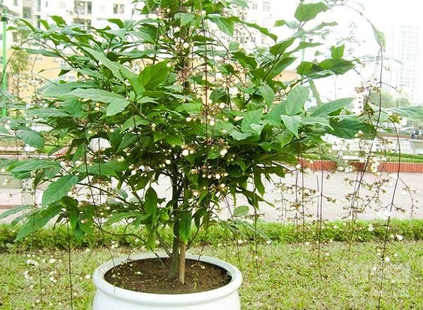 Cây ngọc minh châu,ngọc minh châu,cây ngày Tết,cây phong thủy