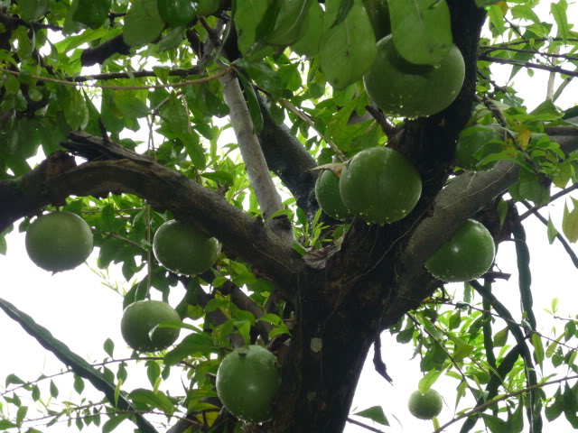 Đào tiên,cây đào tiên,cây đào,cây trường sinh,quả trường sinh,Crescentia cujete,họ chùm ớt,họ Đinh,họ Núc nác,họ Quao,Bignoniaceae