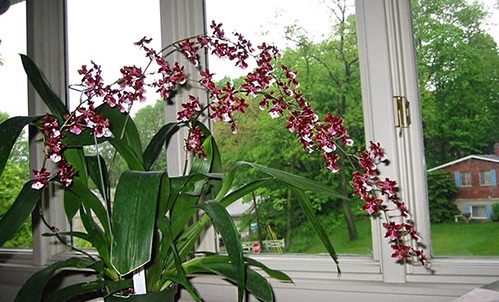 Lan Vũ Nữ hoa đỏ