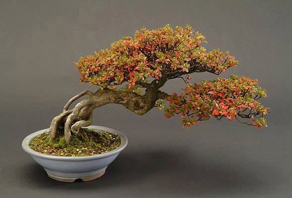 Cây cảnh bonsai đẹp