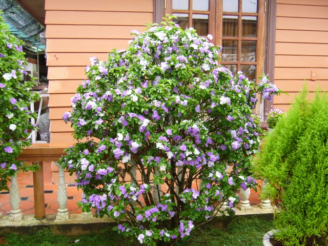 Hoa nhài Nhật,hoa Lài Nhật,nhài Nhật,lài Nhật,hoa nhài,hoa lài,lài hai màu,cà hoa xanh,Brunfeldsia hopeana Benth