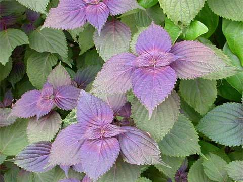 Tía tô,cây tía tô,tía tô cảnh,cây chữa bệnh,Perilla frutescens,Perilla macrostachya,Perilla ocymoides,Perilla urticifolia,Ocimum frutescens