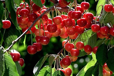 Cherry,cây cherry,cây anh đào,quả anh đào,cây ăn quả