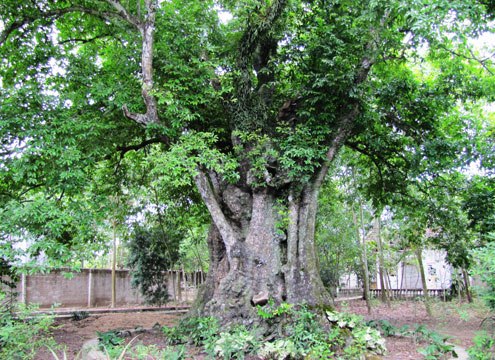 Cây Thị di sản Việt Nam ở Nghệ An