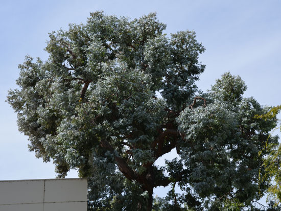 Cây tiền bạc,đô la bạc,Silver dollar,đồng đô bạc,đồng đô la bạc,Eucalyptus cinerea,silver dollar tree