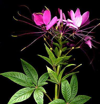 Hoa túy điệp,túy điệp,hoa đẹp,hoa Đà Lạt,Cleome spinosa