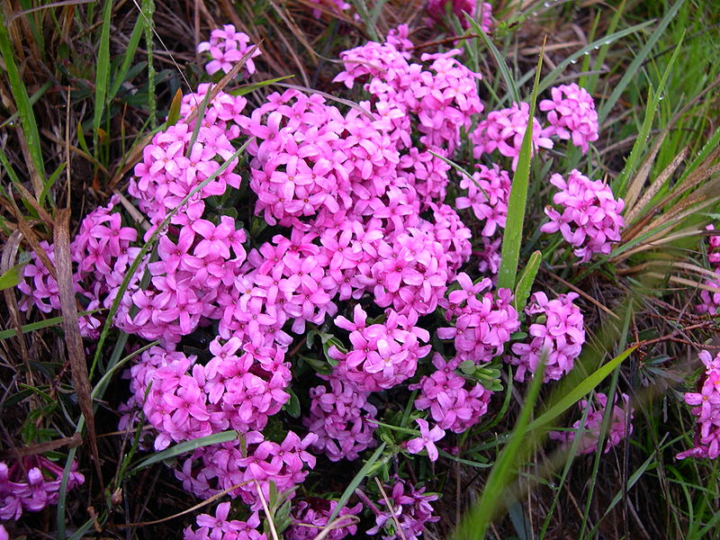 Thụy hương hồng,Daphne cneorum,thụy hương,Daphne