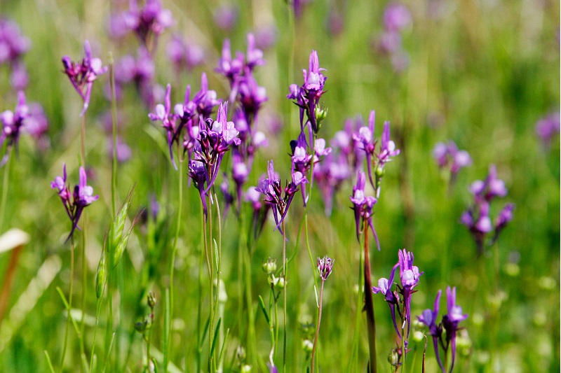 Hoa hoàng ngư,hoa kim ngư,Linaria vulgaris,Linaria,hoa mõm chó,họ mã đề,Plantaginaceae Juss