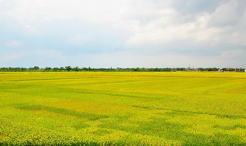 Cây lúa,lúa,Oryza sativa,Oryza glaberrima,họ hòa thảo,họ lúa,họ cỏ,Poaceae,cây lương thực,cây ngũ cốc,ngũ cốc,lục cốc,ruộng bậc thang,ruộng bậc thang Hoàng Su Phì