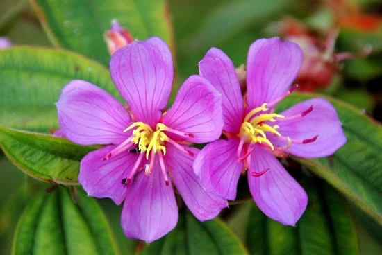 Hoa mua,hoa tím,hoa mua Đà Lạt,đồi hoa mua Đà Lạt,các loài hoa mua,cây hoa,cây bụi,Melastoma,Melastomataceae