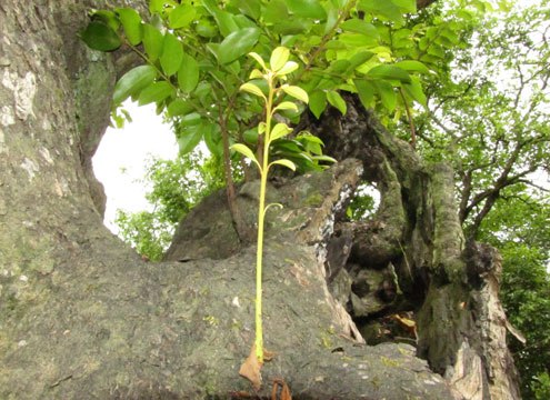 Cây thị cổ thụ, cây thị di sản Việt Nam ở Nghệ An