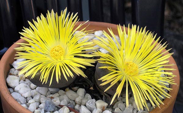 Hoa sỏi,cây hoa sỏi,Lithopturbuniformis,họ phiên hạnh,Aizoaceae,Ficoidaceae