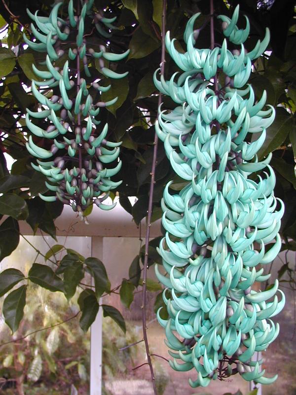 Cây móng cọp,Cây móng cọp,móng cọp,dây hoa cẩm thạch,cây leo ngọc bích,móng cjp xanh,móng cọp đỏ,móng cọp vàng,Strongylodon macrobotrys,Mucuna Bennetti,Thunbergia mysorensis,Jade Vine,họ đậu,Fabaceae