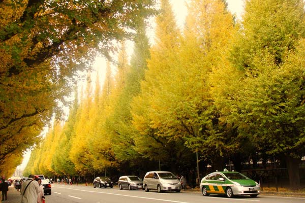 Đại lộ bạch quả ở Tokyo, Nhật Bản