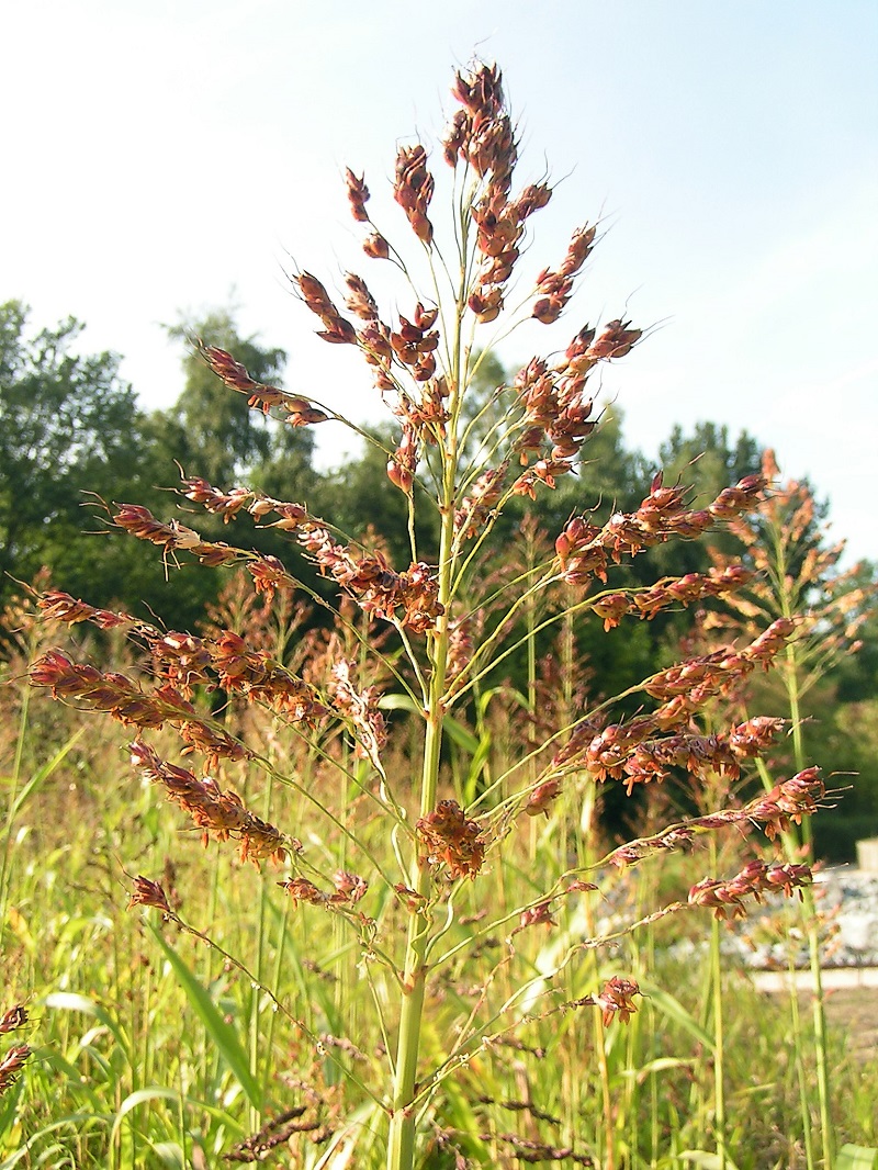 Cao lương,lúa miến,Sorghum,Sorghum bicolor,họ hòa thảo,họ lúa,họ cỏ,Poaceae,Gramineae