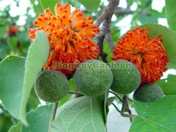 Cây Dướng,cây dướng, cây ró, cây cốc, cây cấu, cây dâu giấy, họ dâu tằm, họ Moraceae, cây dó, tên khoa học Broussonedia Papyrifera (L) Vent.,hình ảnh cây dướng, cây dướng chữa bệnh, công dụng của cây dướng, tác dụng của cây dướng, cay duong,