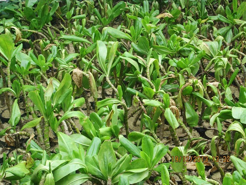 Cây xanh Đà Nẵng