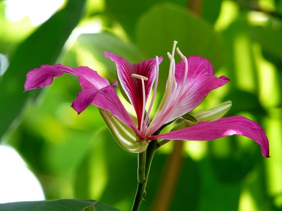 Hoa móng bò