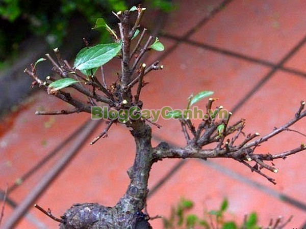 Cây Nhất Chi Mai (Cây Mai Trắng),cây nhất chi mai, họ hoa hồng, Prunus mume Sieb. & Zucc,cây bạch mai, cây hàn mai, cây lưỡng nhị mai, cây nhị độ mai, cây mai trắng, hình ảnh cây nhất chi mai, cây nhất chi mai chữa bệnh, cây nhất chi mai chơi tết, cây mai trắng,
