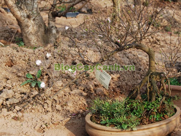 Cây Nhất Chi Mai (Cây Mai Trắng),cây nhất chi mai, họ hoa hồng, Prunus mume Sieb. & Zucc,cây bạch mai, cây hàn mai, cây lưỡng nhị mai, cây nhị độ mai, cây mai trắng, hình ảnh cây nhất chi mai, cây nhất chi mai chữa bệnh, cây nhất chi mai chơi tết, cây mai trắng,