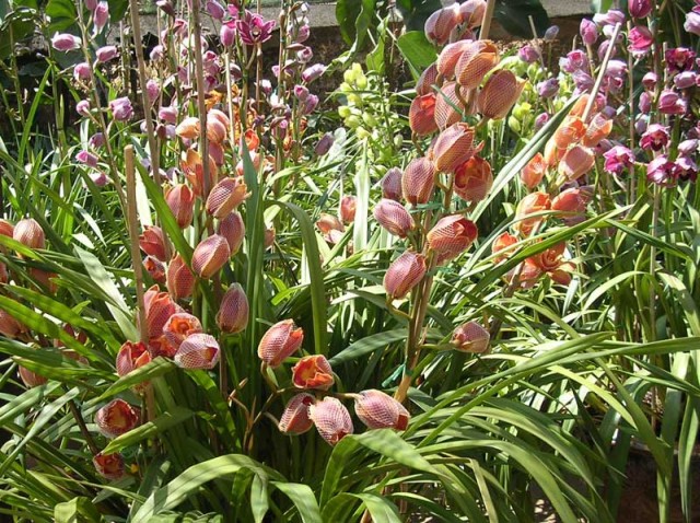 Cây địa lan,cay dia lan,địa lan,dia lan,phong lan,hoa lan,Cymbidium hybrid