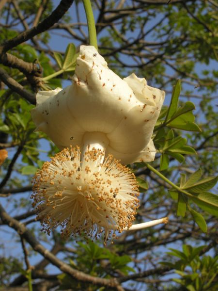 Bao báp,cây bao báp,họ gạo,boab,Bombacaceae,cây lớn nhất thế giới,bao báp châu Phi,Bao báp Madagasca,Bao báp Grandidier,Bao báp Perrier,Bao báp Suarez,Bao báp Za,Adansonia digitata,Adansonia grandidieri,Adansonia gregorii,Adansonia madagascariensis,Adansonia perrieri,Adansonia rubrostipa,Adansonia suarezensis,Adansonia za