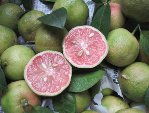 Chanh đào,cây chanh đào,cây chanh,Citrus aurantifolia