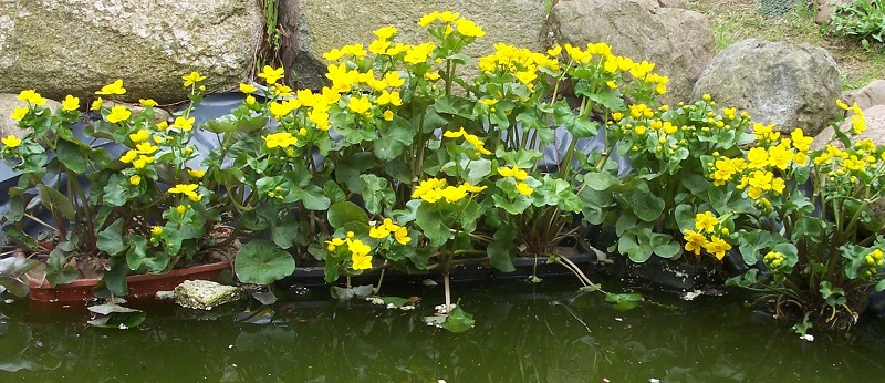 Vị kim đất ẩm,Caltha palustris,họ mao lương,họ hoàng liên,Ranunculaceae