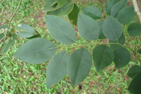 Cây trắc,trắc,cây gỗ trắc,gỗ trắc,cẩm lai Nam Bộ,Dalbergia cochinchinensis