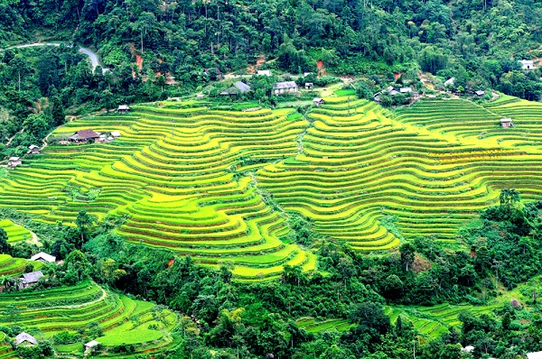 Cây lúa,lúa,Oryza sativa,Oryza glaberrima,họ hòa thảo,họ lúa,họ cỏ,Poaceae,cây lương thực,cây ngũ cốc,ngũ cốc,lục cốc,ruộng bậc thang,ruộng bậc thang Hoàng Su Phì